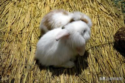 ​兔子吃什么（兔子为草食类动物，食物大致可以分三类，兔子吃什么？）