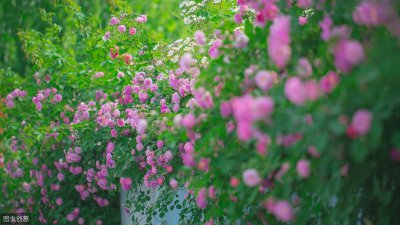 ​喜欢蔷薇的看过来！ 蔷薇花的养殖方法和注意事项