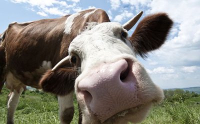 ​怎样养牛才能赚到钱（学会这些养牛秘诀的人，都赚钱了）