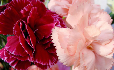 ​适合送母亲的花有哪些？这4种花代表着母爱与感恩，很适合相赠