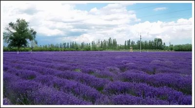 ​薰衣草之都在哪（中国熏衣草之乡——新疆伊犁）