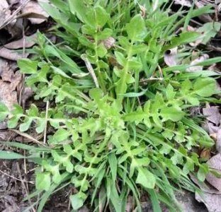 ​荠菜图片功效与作用 荠菜的利用价值和识别要点