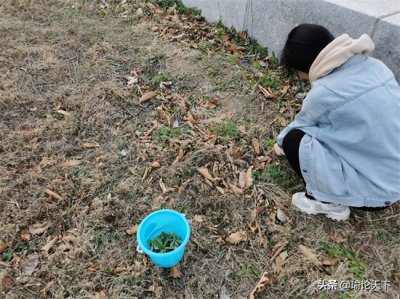 ​苣荬菜的读音是什么？