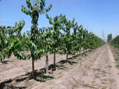 ​樱桃树的外形和特点