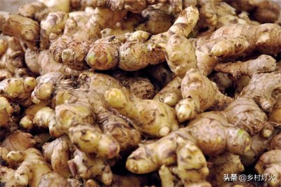 ​姜的种植技术方法 掌握好这几个关键步骤，就能种出好生姜