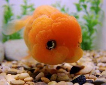 ​自来水养鱼怎么处理水那就是不用困水！