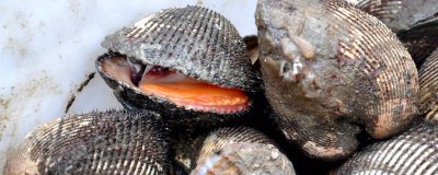 ​蚶的营养价值 海鲜毛蚶的营养