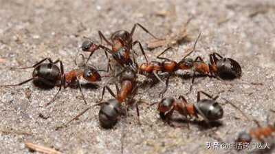 ​有蚂蚁怎么灭掉呀（驱赶蚂蚁别用灭虫剂，教你正确驱赶蚂蚁，学到就是赚到）