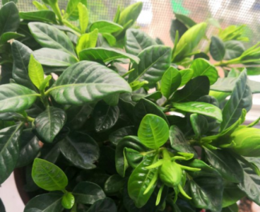 ​栀子花叶子发蔫怎么补救？方法在这里！