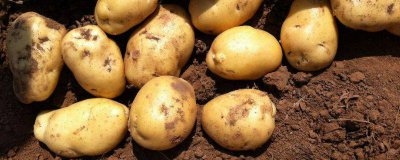 ​皮蛋跟土豆可以一起吃吗会中毒吗 皮蛋和土豆可以一起吃吗?