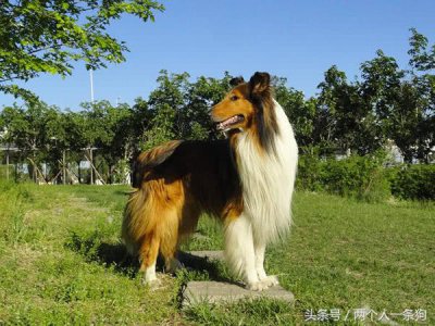 ​苏格兰牧羊犬的优缺点 盘点苏格兰牧羊犬的六个优缺点