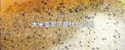 ​大米变黑了 大米为什么发黑