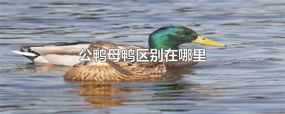 ​公鸭母鸭如何区分 如何区别公鸭母鸭