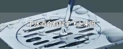 ​蚊子可以通过下水道飞进来吗为什么 下水道会飞出蚊子吗