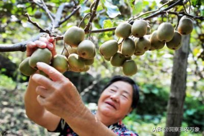​猕猴桃什么时候成熟最佳（猕猴桃营养价值高，新鲜的为最佳，几月可以吃到刚成