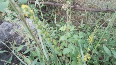 ​仙鹤草的作用与功效 它有一个好听的名字叫做仙鹤草，知道它功效的人不多，你家