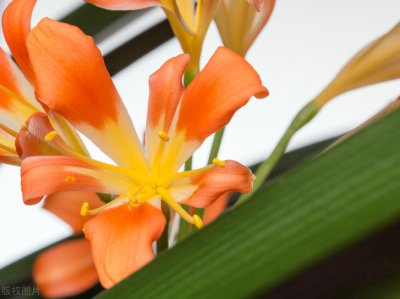 ​君子兰黄叶是什么原因？4个方面，导致叶子变黄