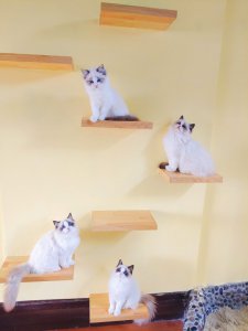 ​猫鼻支和普通感冒明显的区别在哪里？