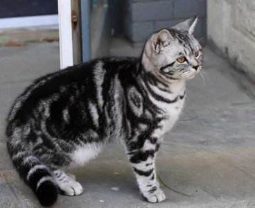 ​猫咪呕吐最有效的止吐办法 勿慌！教你应对处理