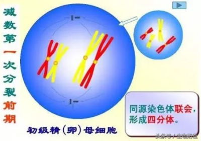 ​同源染色体 轻松运用比喻法讲解同源染色体概念
