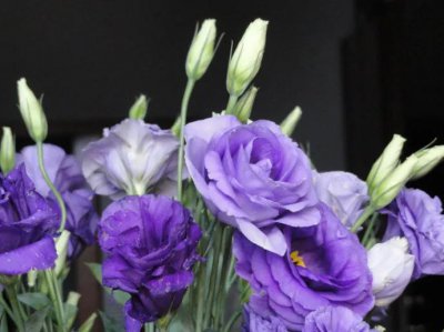 ​送洋桔梗的禁忌 ，流行的切花，但送人讲究多啊