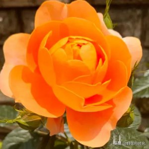 ​洛神月季花优缺点（十大公认最好月季排名）