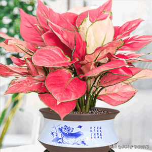 ​收银台摆什么比较招财（收银台放在店铺哪个位置旺财）