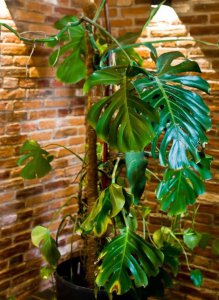 ​龟背竹叶子边缘发黄干枯（龟背竹叶子边缘发黄干枯冬天）