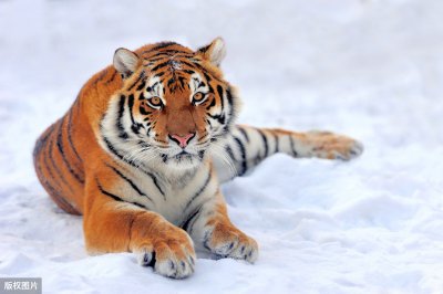 ​lions是什么意思（70 millions是什么意思）