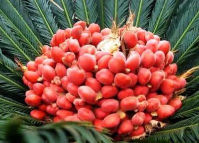 ​铁树开花结果能吃吗有毒吗