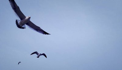 ​短尾信天翁数量 白头翁鸟是国家保护动物吗