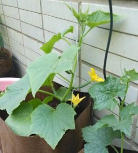 ​阳台种黄瓜用什么肥料比较好（阳台种黄瓜注意事项）