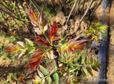 ​香椿需要焯水吗（香椿需要焯水吗北京卫视我是大医生）