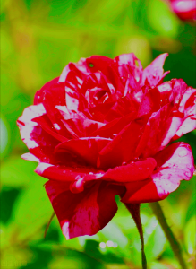 ​一花一花 一花一夕