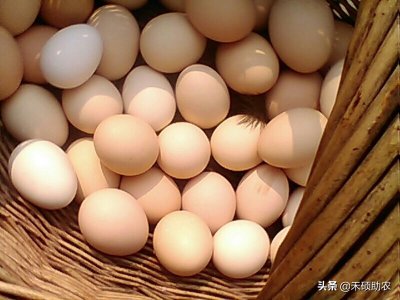 ​笨鸡蛋和普通鸡蛋有什么区别(你吃过笨鸡蛋吗？和普通鸡蛋的区别在哪？)