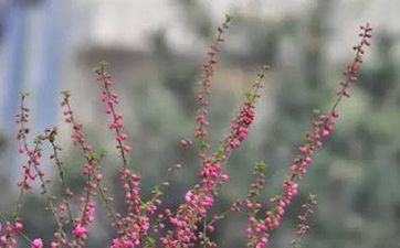 戊戌日五行纳音平地木详解