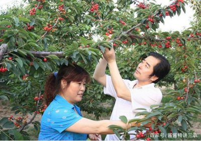 ​樱桃树的管理(樱桃树的管理与修剪)