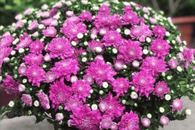 ​10大最漂亮的花 最漂亮的一种花是什么花