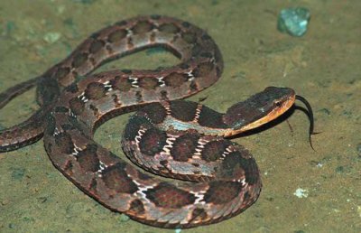 ​梦见蛇是什么预兆(周公说我快发财了)