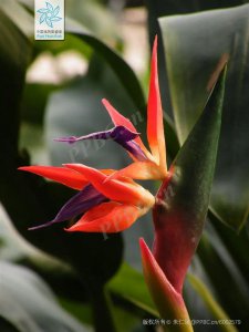 ​天堂逝去图片 天堂默哀图片