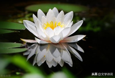 ​池上(小学古诗文｜一年级上册，《池上》，唐代，白居易)