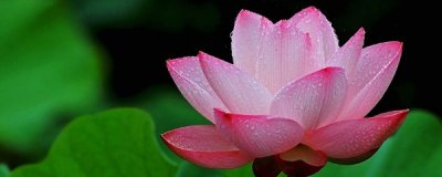 ​荷花的栽培方法（荷花的养殖方法和注意事项）