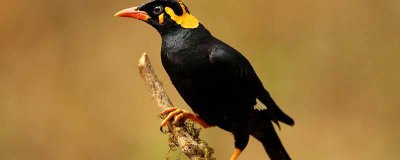 ​军舰鸟的特点 军舰鸟长啥样