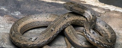 ​蛇的七寸是什么部位 蛇的七寸是指什么位置