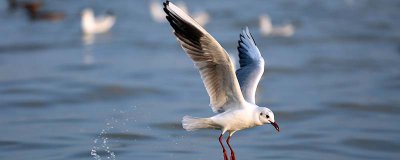 ​在南北极时间迁徙的鸟类是 在南北极时间进行迁徒的鸟是什么鸟