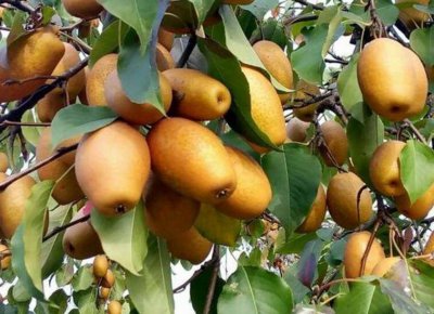 ​农民增收致富50例书籍 农民增收典型案例