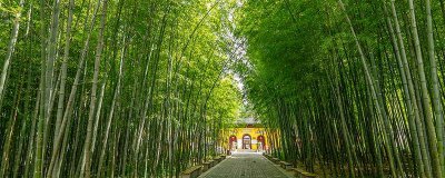 ​竹子根怎么清除 烂竹子根的药