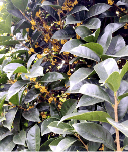 ​桂花新品种有哪些（婺城区又有三个桂花新品种通过专家审定）