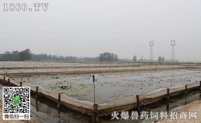 ​水蛭的养殖技术(水蛭的养殖技术视频)