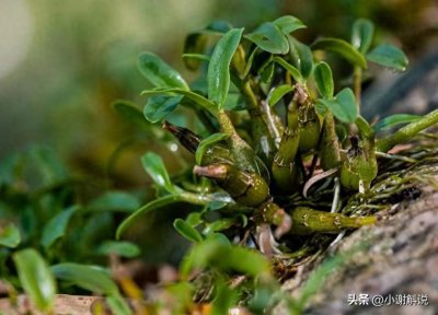 ​如何鉴别正宗霍山石斛？